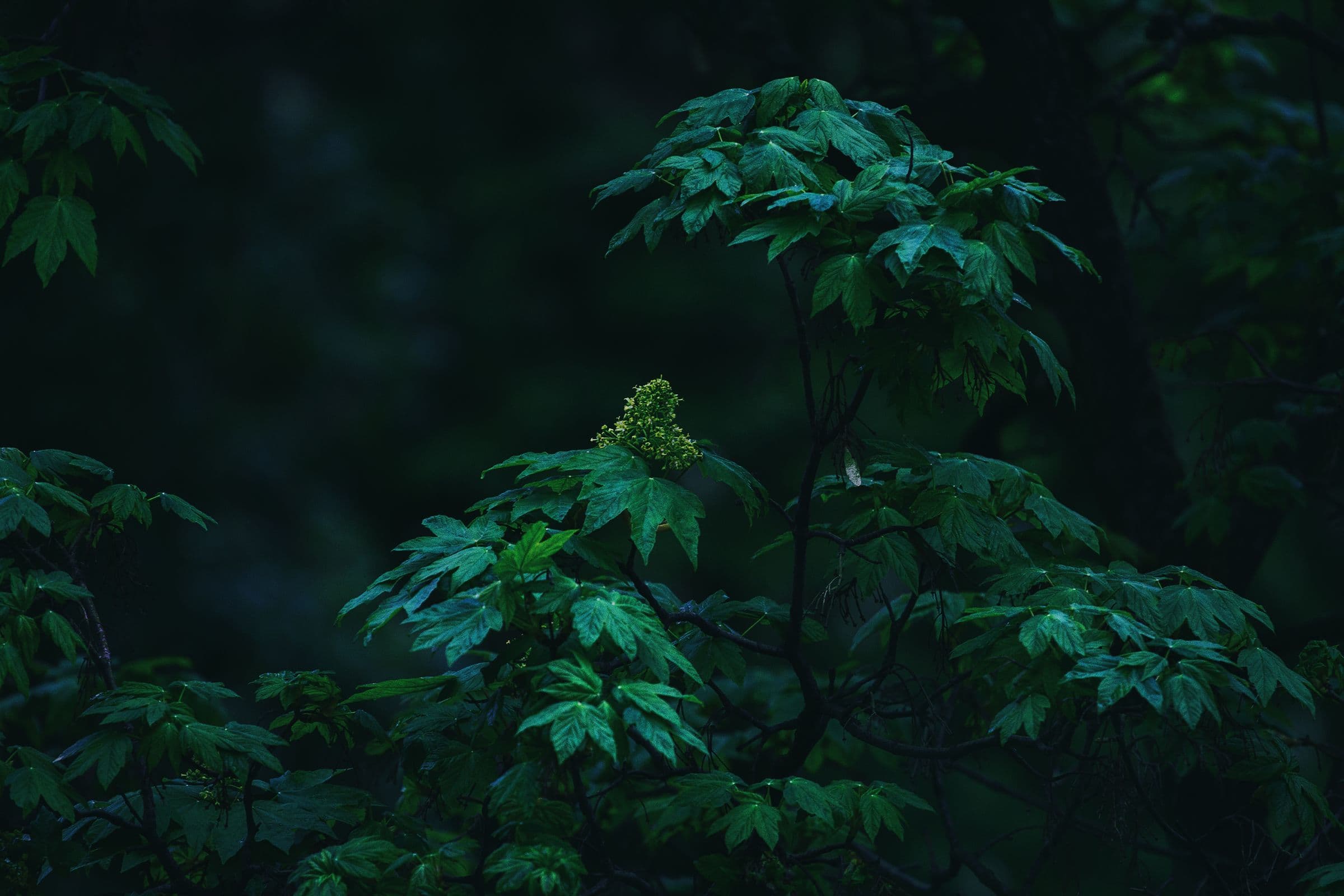 Dark emerald foliage emerging from the deep shadows of a quiet forest.